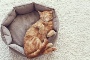 Cat pet friendly carpet 300x200 1 - The Floor Store