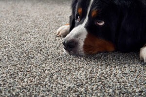 Dog on pet friendly carpet 300x200 1 - The Floor Store