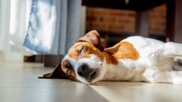 Are Luxury Vinyl Floors the Best Floors for Pets?